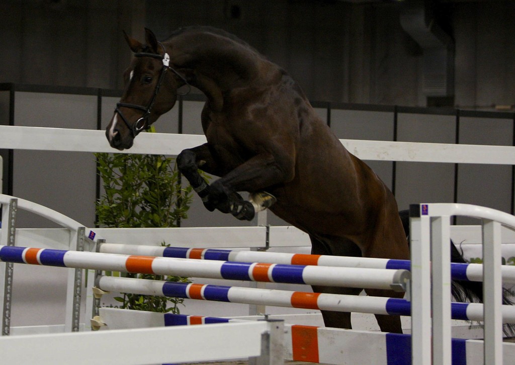 MIPAAF E FISE Assieme Per Il Cavallo Da Sella Italiano A Fieracavalli 