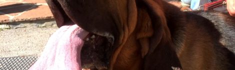 A Rocca Pietore si sono allenati i cani molecolari
