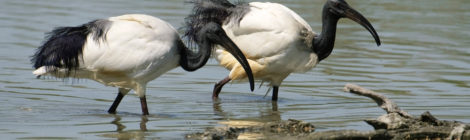 ibis sacri e centinaia di aironi si rifugiano a villa Contarini di Piazzola sul Brenta
