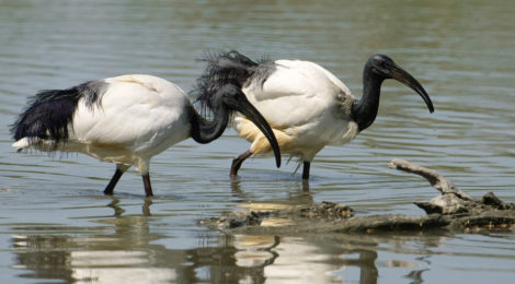 ibis sacri e centinaia di aironi si rifugiano a villa Contarini di Piazzola sul Brenta