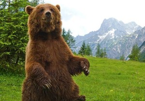 Un orso bruno si appoggia sulle zampe posteriori e si alza per scrutare gli odori nelle circostanze