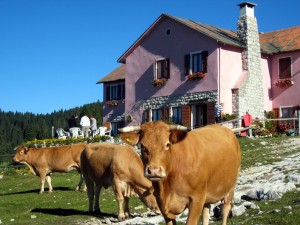 Vacche al pascolo a alla malga di Campo Mandriolo.