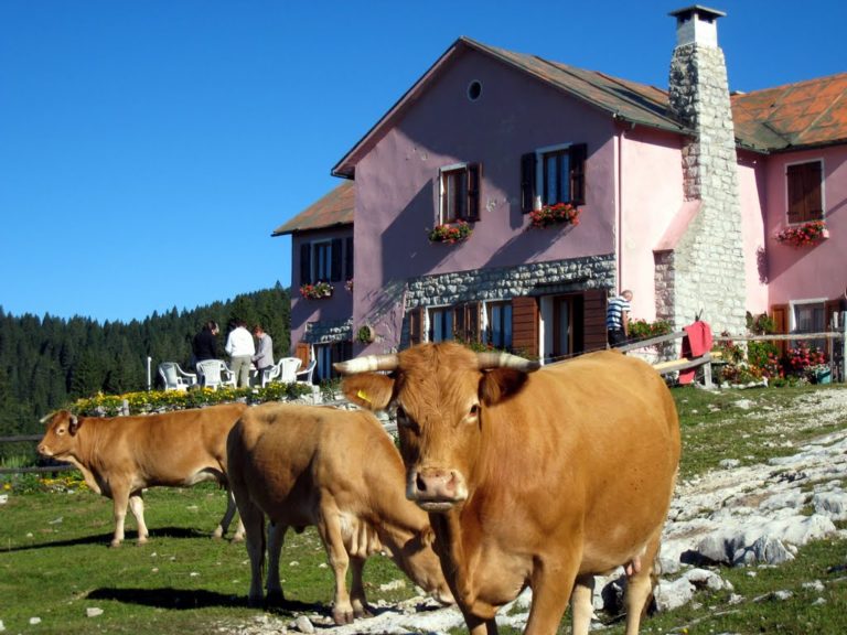 In Veneto Coldiretti denuncia le speculazioni sul latte e apre sportello virtuale