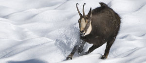 Una bella foto di un camoscio in movimento tratta dal sito del Parco dello Stelvio in Trentino