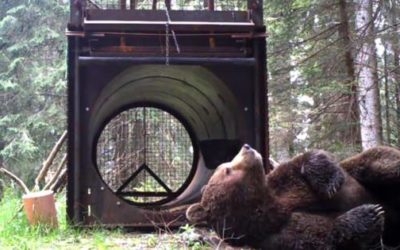 L’Orso Papillon dovrà essere catturato prima dell’apertura delle malghe: è problematico! [VIDEO]