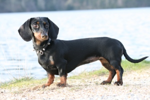 un esemplare femmina e spaurito di bassotto