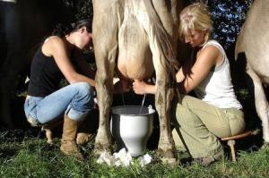 Due giovani imparano a mungere ad un corso realizzato appositamente: il latte veneto non si munge più a mano!