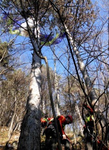 Un'immagine del recupero di un pilota di parapendio che si è impigliato tra gli alberi con la vela ai piedi del Monte Grappa.