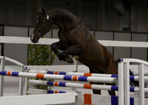Cavallo da sella italiano