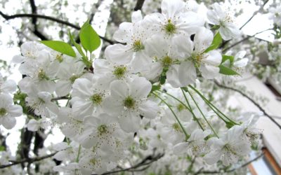 Coldiretti Veneto chiede apertura dei garden (consegne a domicilio e giardini) o risarcimenti