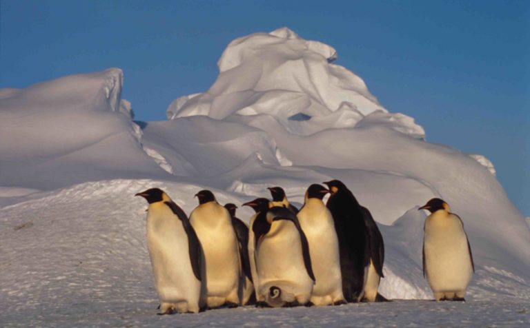 WWF: il 25 aprile è il World Penguin day