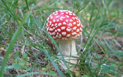 Trevigiana muore in cerca di funghi sul Monte Rusiana nella zona di Auronzo