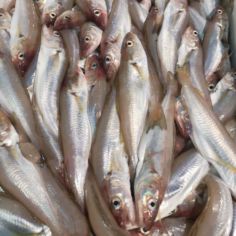 Occhio al pesce fresco perché in Adriatico c’è il fermo pesca