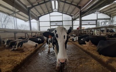 Coronavirus, Coldiretti Veneto denuncia ancora speculazioni su latte e importazioni