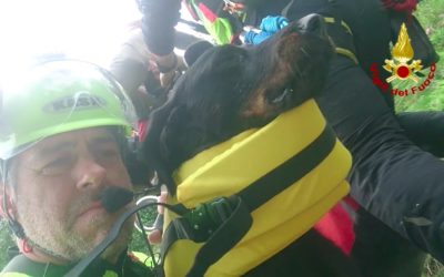 Cane morso da vipera sul Col Nudo in Alpago soccorso da Drago 71 dei VV FF [VIDEO]