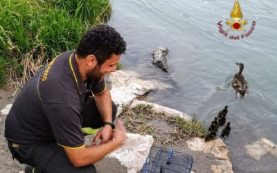 Anatroccoli e mamma papera salvati dai Vigili del Fuoco di Verona