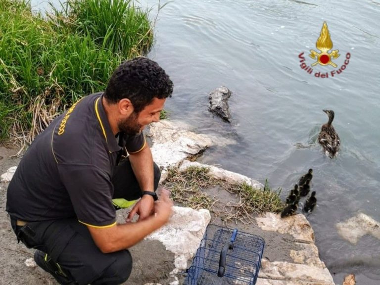 Anatroccoli e mamma papera salvati dai Vigili del Fuoco di Verona