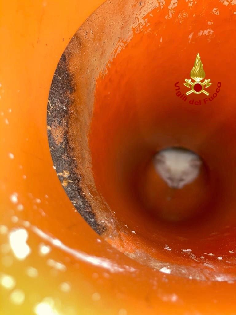 Tre gattini rischiano di morire nel tubo: salvati dai pompieri