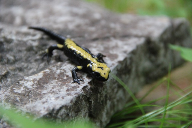 Dopo Vaia in Altopiano di Asiago la salamandra di Aurora è in pericolo di estinzione: esposto WWF e intervento di Zanoni (PD)