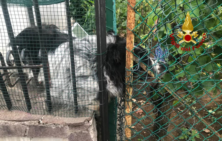 Cucciolotto curioso resta incastrato: salvato dai pompieri