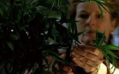 Vigile di Treviso smaschera nonna Marijuana a Genova!