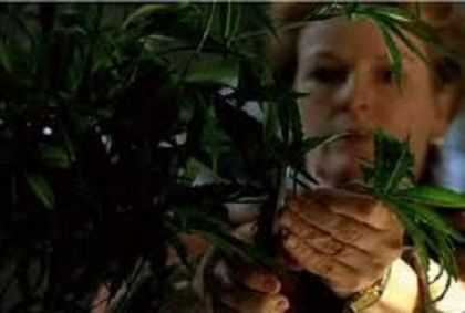Vigile di Treviso smaschera nonna Marijuana a Genova!