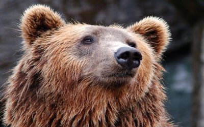 L’orsa Gaia libera fino al 30 luglio: ma se ha solo difeso i suoi piccoli?