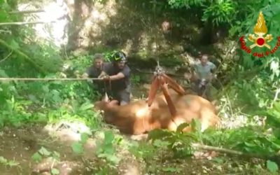 Toro scivola in un dirupo a San Pietro Mussolino: lo recuperano vivo e vegeto i Vigili del Fuoco [VIDEO]