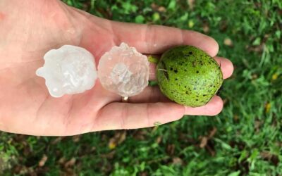 Maltempo: agricoltura in ginocchio, danni incalcolabili