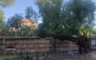 Al Querini caduto un albero secolare, chiusa la strada e il parco [AGGIORNATO] [VIDEO]