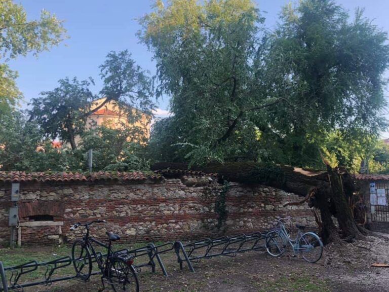 Al Querini caduto un albero secolare, chiusa la strada e il parco [AGGIORNATO] [VIDEO]