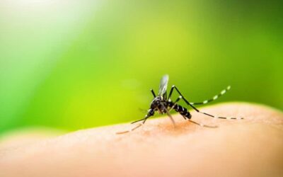 A Montecchio caso autoctono di “dengue”: focolaio familiare