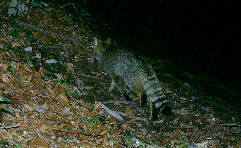 Parco Dolomiti Bellunesi: le prove che il gatto selvatico si riproduce in loco