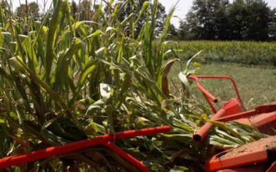 Coldiretti Veneto: per il clima il trinciato di mais in anticipo di 15 giorni