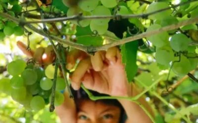 Vendemmia al via il 17 agosto