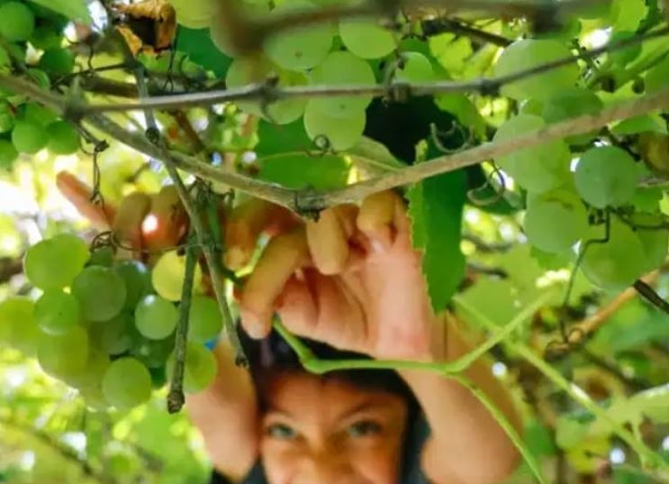 Vendemmia al via il 17 agosto