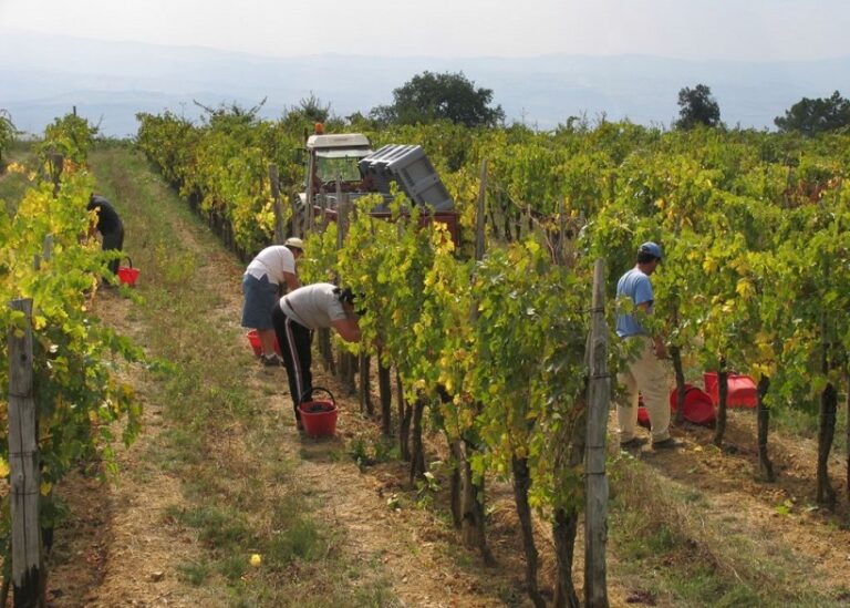 Vendemmia 2020 in Veneto: per Coldiretti mancano all’appello 4 mila stagionali