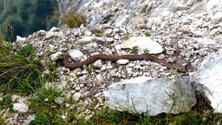 Bimbo morso da vipera al Rifugio Croda da Lago sopra Cortina