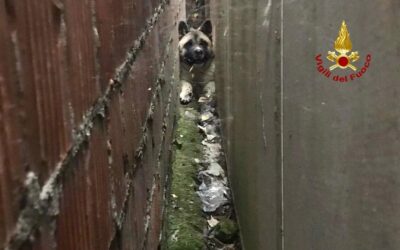 Cane incastrato per tutta la notte tra due muri vicini: liberato!