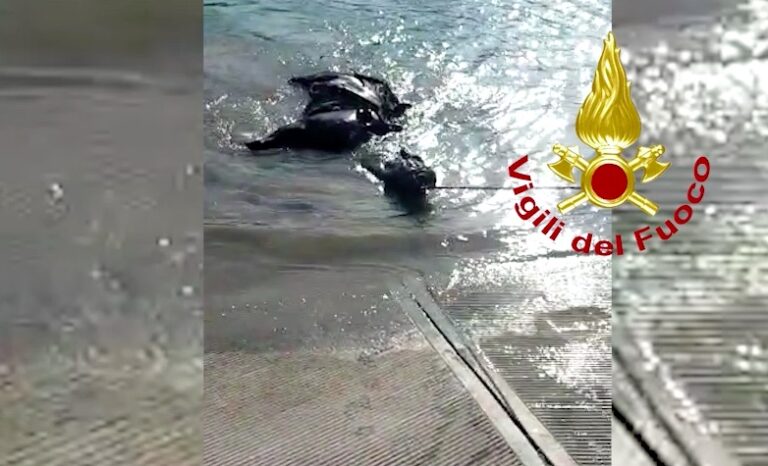 Cavallo e cavaliere nel Piave: salvi grazie ai pompieri [VIDEO]