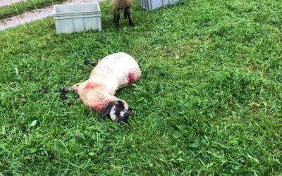 Lupo sul Nevegal: 15 pecore azzannate, Coldiretti chiede sicurezza