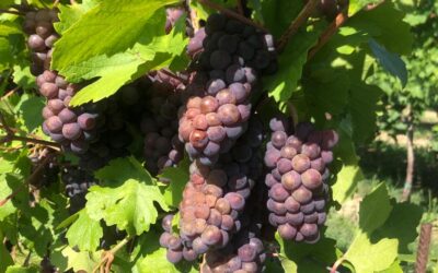 Veneto: il coronavirus fa crollare l’export di vino in Cina, prima volta in 30 anni