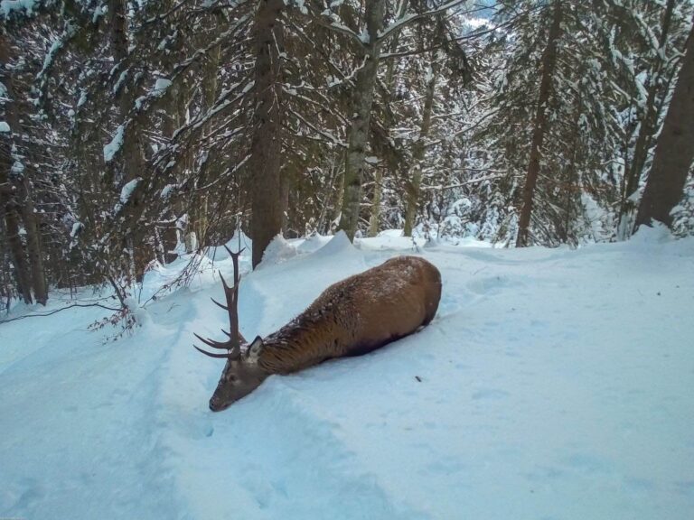 “Fermate la caccia: gli animali sono stremati da neve e ghiaccio!”
