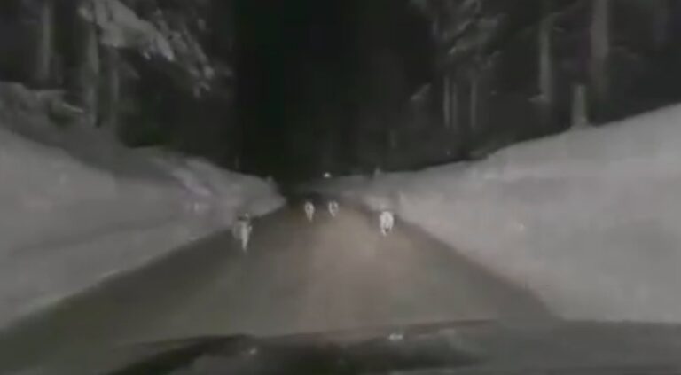 Insegue i lupi in auto – Zanoni (PD): episodio vergognoso, va sanzionato” [VIDEO]