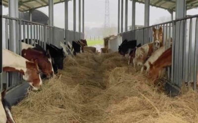 Sant’Antonio Abate – Aumentano gli animali da compagnia ma è crisi negli allevamenti veneti