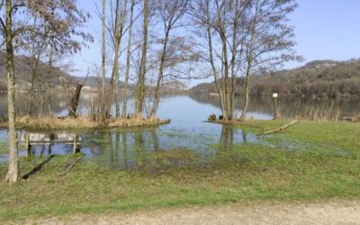 Al lago di Fimon i rospi si sono svegliati e si accoppiano [VIDEO]