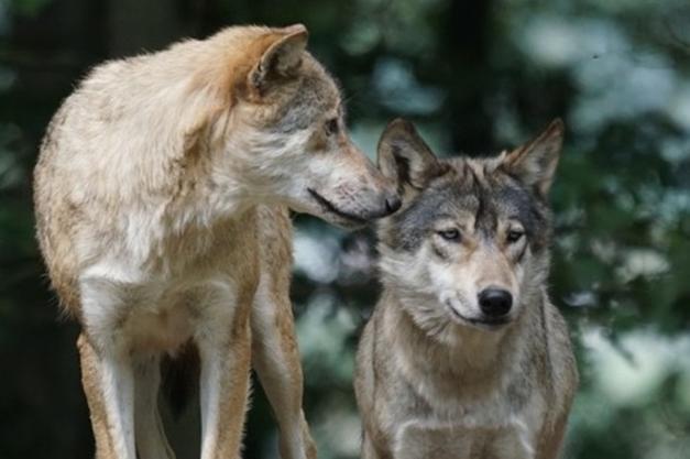 Due lupi stanziali sui colli Berici, ma i caprioli sono mille