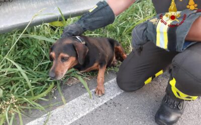 Salvato un cane che stava annegando nel Bacchiglione