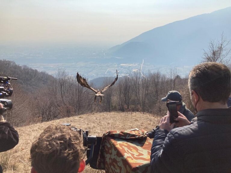 Torna a volare la giovane aquila soccorsa ai piedi del monte Cengio