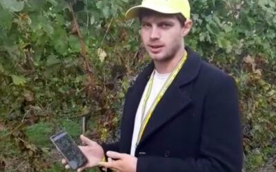Una APP in soccorso alla viticoltura veneta: vince l’Oscar green Coldiretti  e interviene in Senato